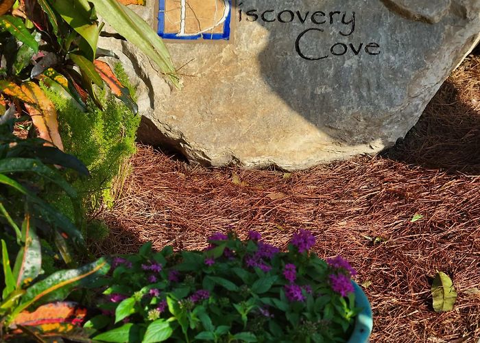 Discovery Cove photo