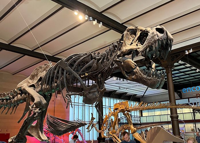 Museum of Natural Sciences Visited the Museum of natural sciences in Brussels during my ... photo