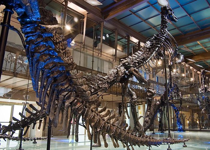 Museum of Natural Sciences Dinosaurs from Brussels science museum now on Google Street View ... photo