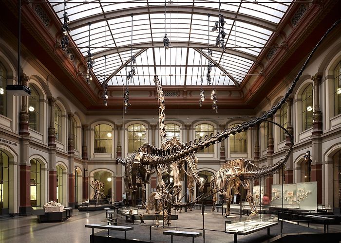 Museum of Natural Sciences Diener & Diener Architekten · The Museum of Natural History · Divisare photo