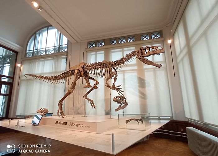 Museum of Natural Sciences Museum of Natural Sciences, Brussels (allosaur) : r/Dinosaurs photo