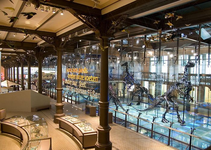 Museum of Natural Sciences Institute of Natural Sciences | Visit Brussels photo