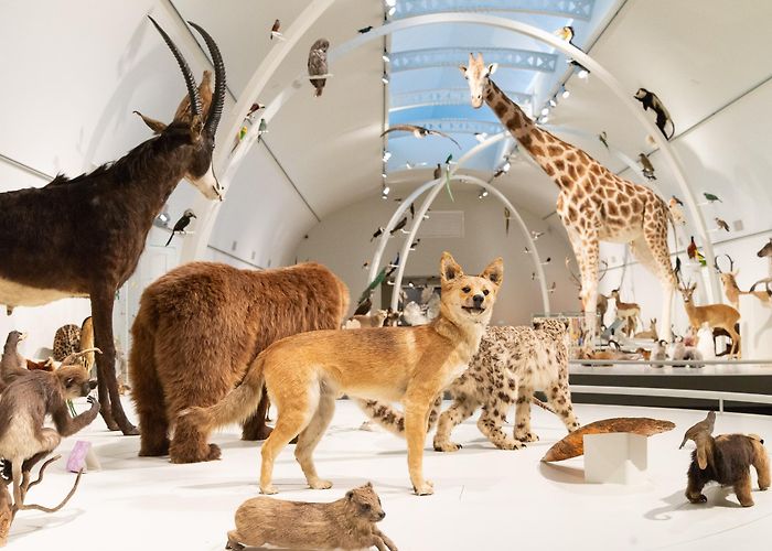 Museum of Natural Sciences Institute of Natural Sciences | Visit Brussels photo