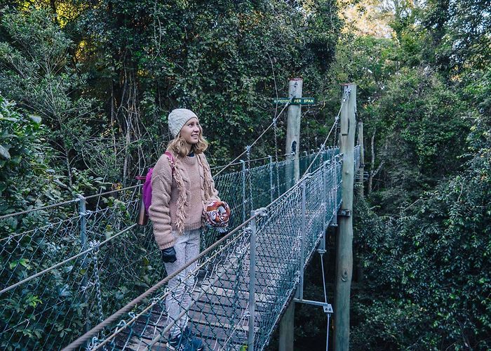 O'Reilly's Tree Top Walk Lamington National Park Tree Top Walk: A Complete Guide photo