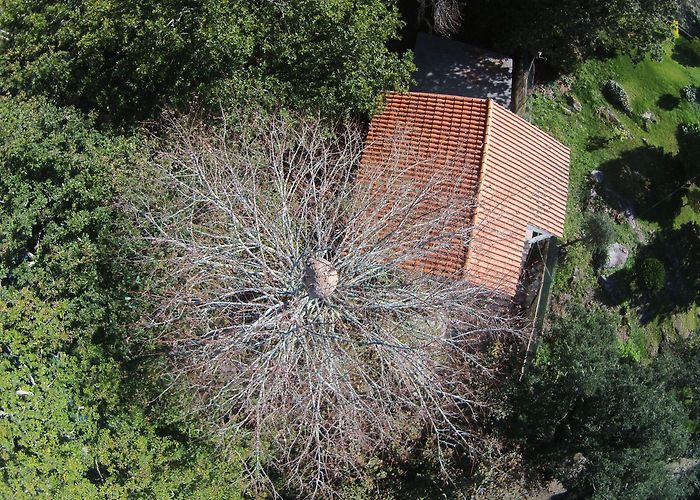 Vilar de Mouros Nest of Asian hornet in Vilar de Mouros, Caminha, Portugal - Drone ... photo