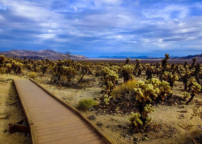 Joshua Tree photo